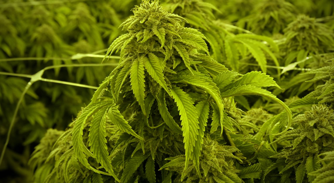 marijuana plants